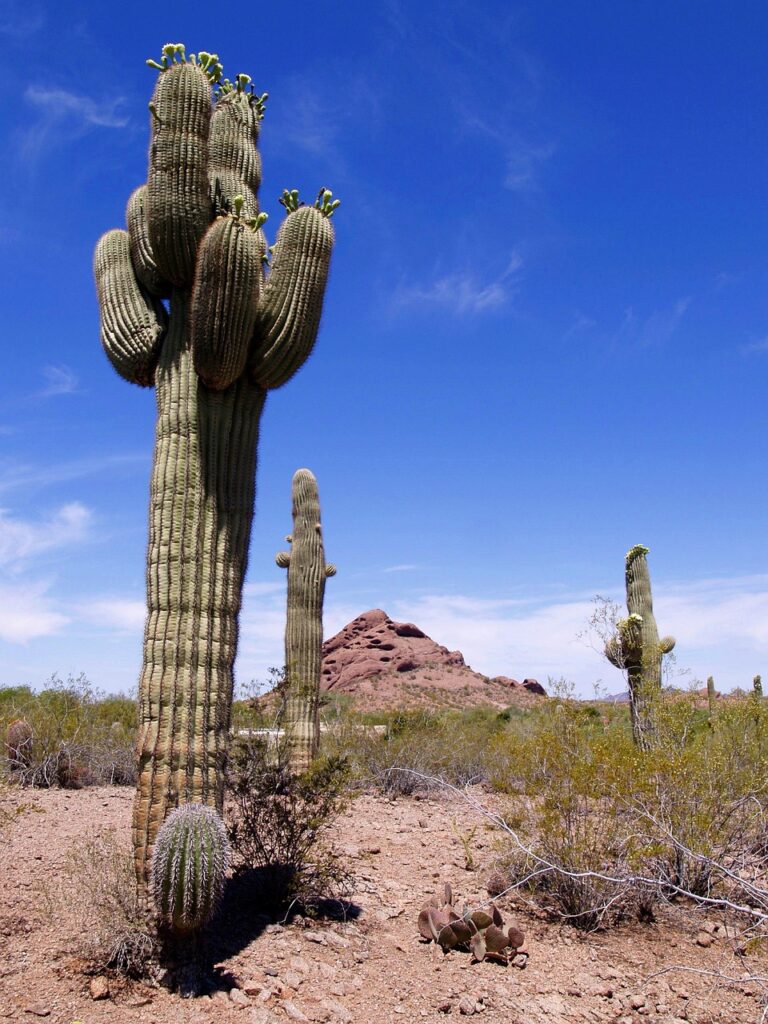 desert, landscape, nature, scenery, tall, cactus, mountain, hill, erosion, hot, dry, red, rocks, arizona, usa, blue desert, desert, cactus, cactus, cactus, cactus, cactus, arizona